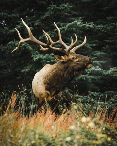 bull elk hunting 410 winnett montana missouri breaks