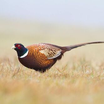 pheasant hunting in winnett montana