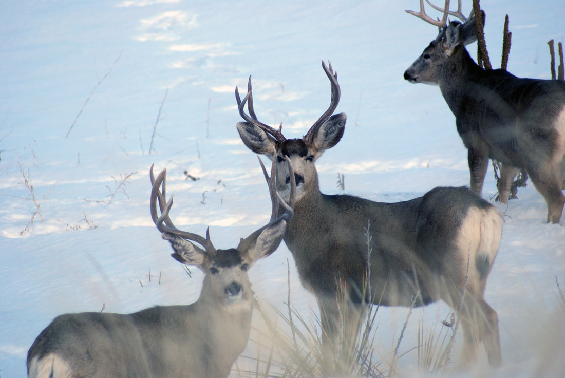mule deer hunting winnett montana